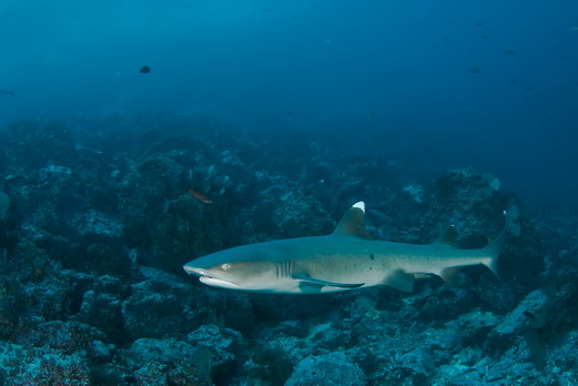 ./gal/_obr_k_clankum/r2008malpelo3.jpg