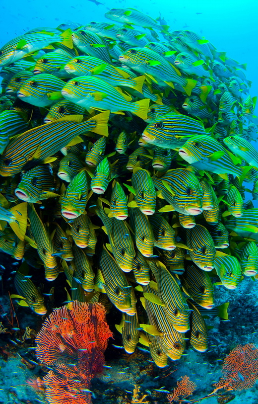 ./gal/_obr_k_clankum/r2010rajaampat3.jpg