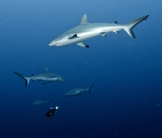 ./gal/_obr_k_clankum/r2011palau3.jpg