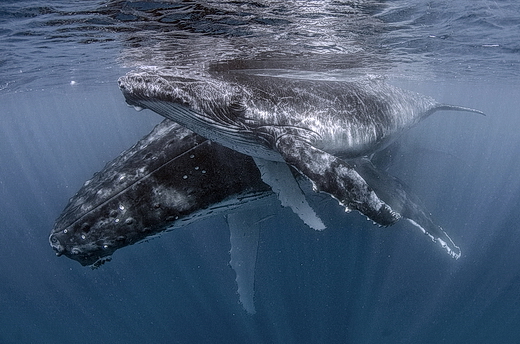 ./gal/_obr_k_clankum/r2013tonga1.jpg