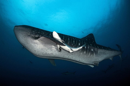 ./gal/_obr_k_clankum/r2017malpelo1.jpg