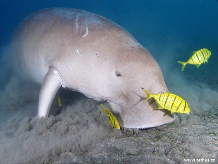 Dugong