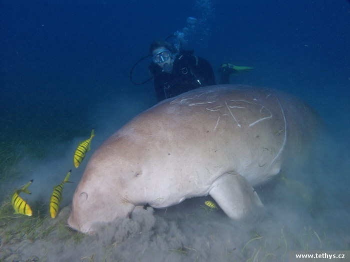Dugong