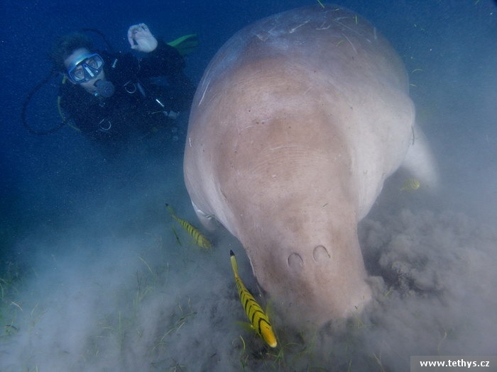 Dugong