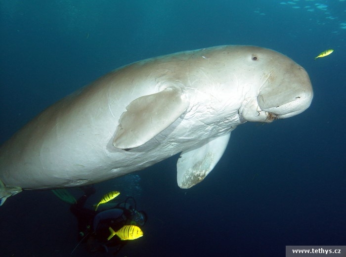 Dugong