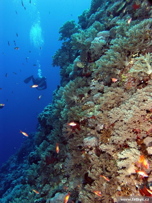 Daedalus reef