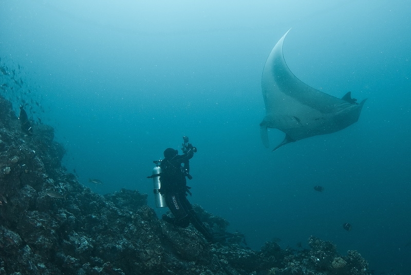 Manta birostris