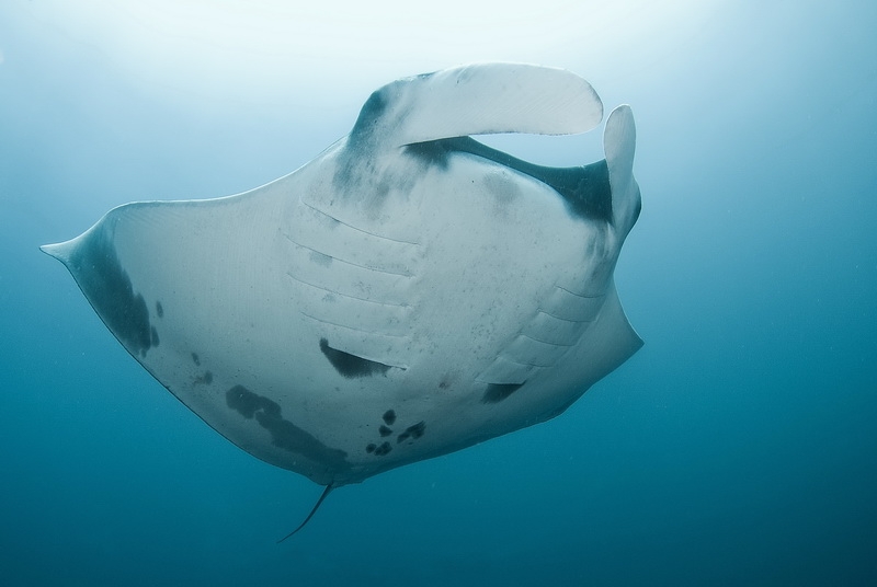 Manta birostris