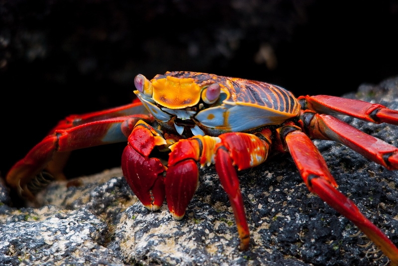 Sally lightfoot crab