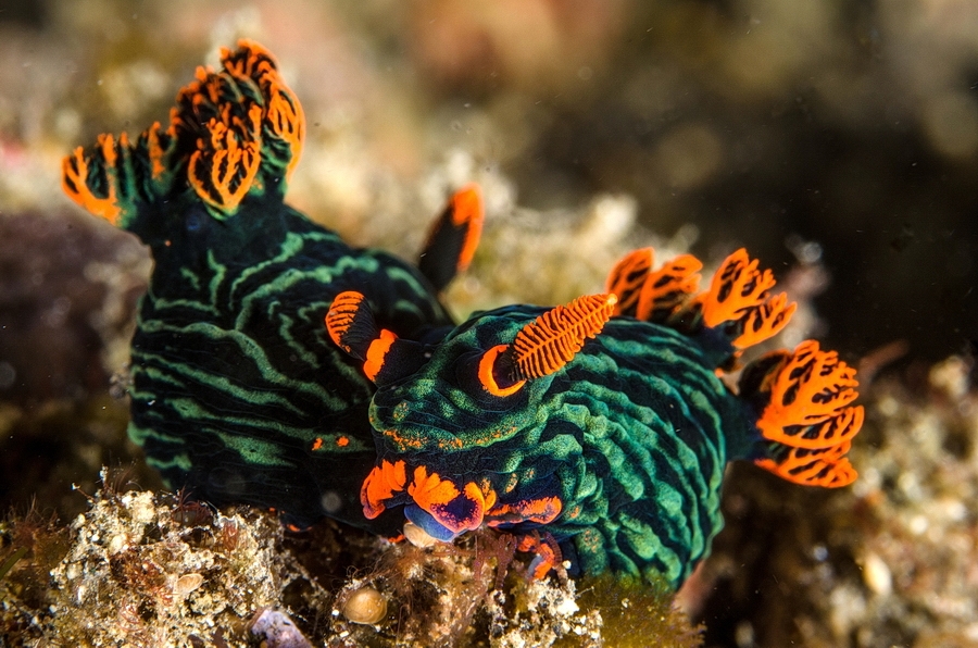 Nembrotha kubaryana