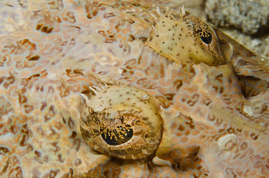 Crocodile Flathead