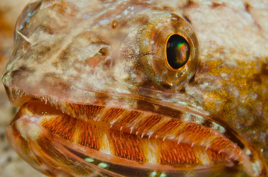 Slender Lizardfish