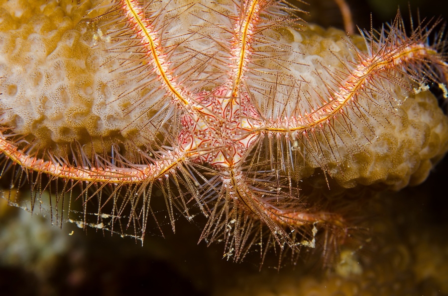 Dark Red-Spined Brittle Star