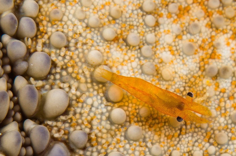 Sea Star Shrimp