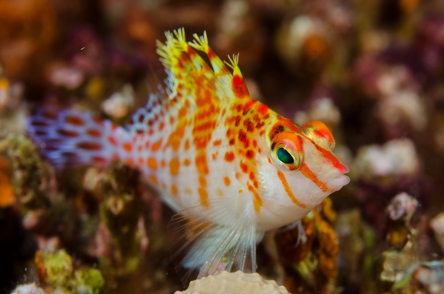 Dwarf Hawkfish