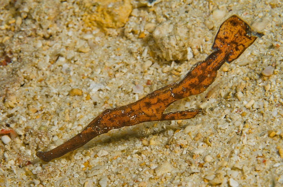 Thin Ghost Pipefish