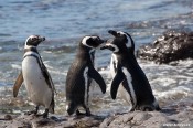 Tučňák Magellanův