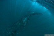 Velryba jižní