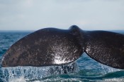 Velryba jižní