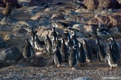 Tučňáci Magellanovi