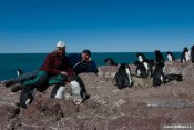 Tučňáci skalní