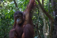 samice orangutana