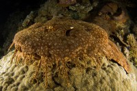 Wobegong indonésský