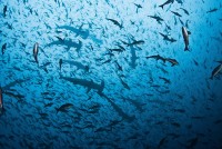 Kladivouni a creolefish