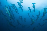 Kladivouni bronzoví