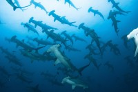 Kladivouni bronzoví