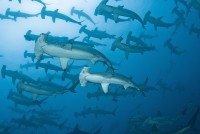 Kladivouni bronzoví