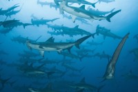 Kladivouni bronzoví