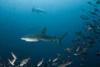 Žralok galapážský