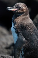 Tučňák galapážský