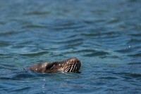 Lachtan galapážský