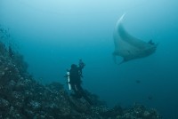 Manta birostris