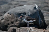 Ústřičník americký - galapážský