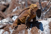 Leguán suchozemský