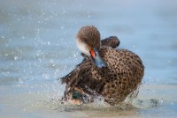 Ostralka galapážská