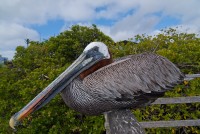 Pelikán hnědý