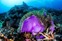 Hammerhead Reef