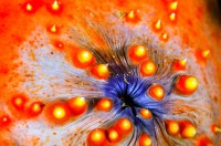 Sumýš Pseudocolochirus violaceus