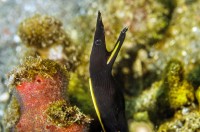 Muréna Rhinomuarena quaesita