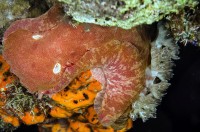 Hexabranchus sanguineus