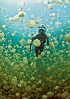 Jellyfish Lake