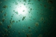 Jellyfish Lake