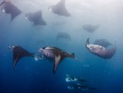 Manta alfredi