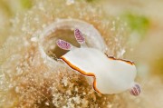 Chromodoris sinensis