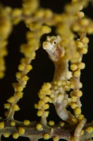 Pygmy Seahorse