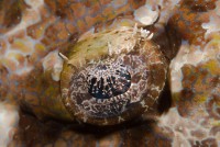 Oko krokodýlí ryby